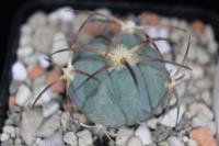 Echinocactus horizonthalonius VZD 925